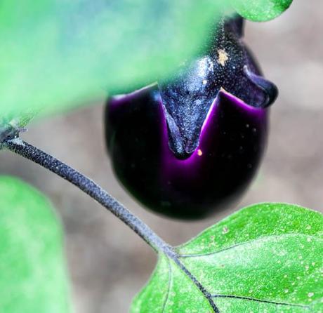 photograph of garden eggplant