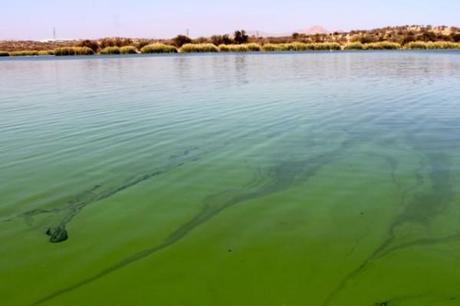 The Grauman Water Reclamation Plant in Windhoek is also a popular birding spot.