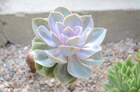 Adventure Aberdeen: Duthie Park