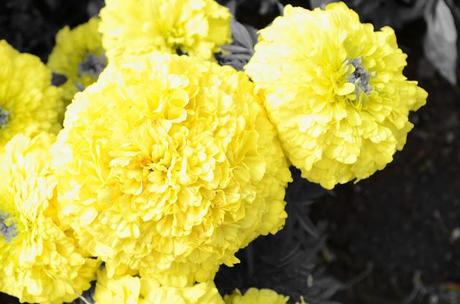 Adventure Aberdeen: Duthie Park