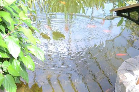 Adventure Aberdeen: Duthie Park