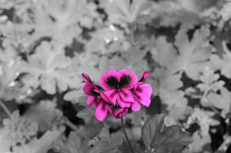 Adventure Aberdeen: Duthie Park