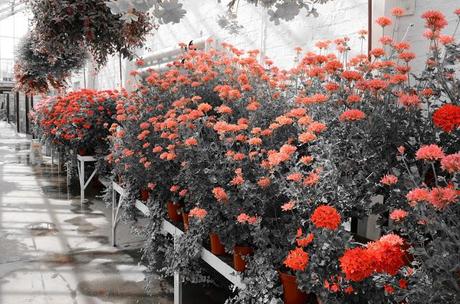 Adventure Aberdeen: Duthie Park