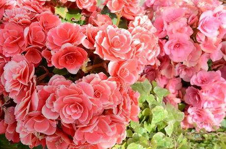 Adventure Aberdeen: Duthie Park