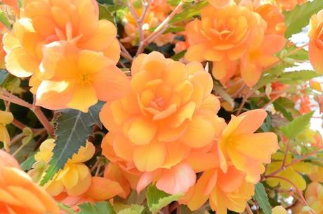 Adventure Aberdeen: Duthie Park