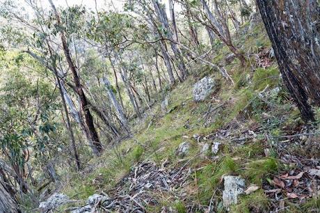 steep hillside next to ah kow spur