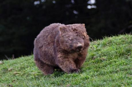 wombat in paddock