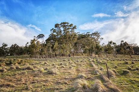 climb up mount blackwood