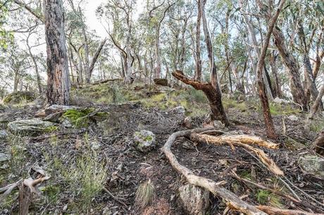 track near top of ah kow spur