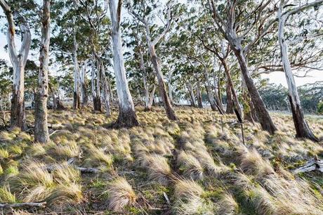 trees on climb up mount blackwood