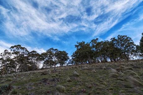 treeline on mount blackwood