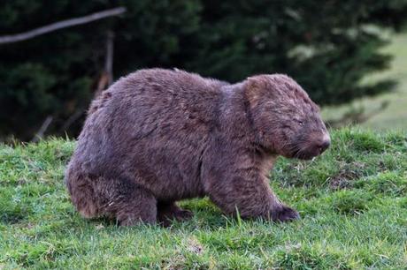 common wombat