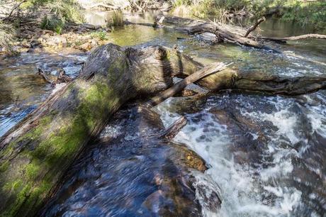 tree trunk in lerderderg river