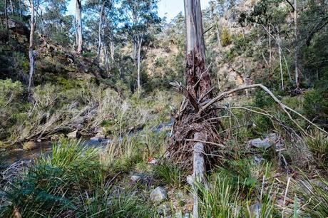 high water mark debris around tree