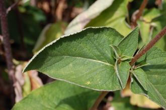 Phlomis samia Leaf (27/07/2013, Kew Gardens, London)