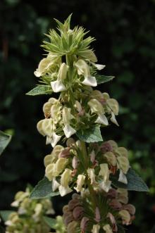 Phlomis samia Flower (27/07/2013, Kew Gardens, London)