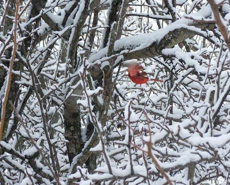 Creation Grace: The birds