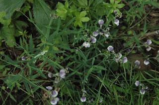 Weeds glorious weeds