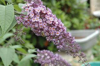 Weeds glorious weeds