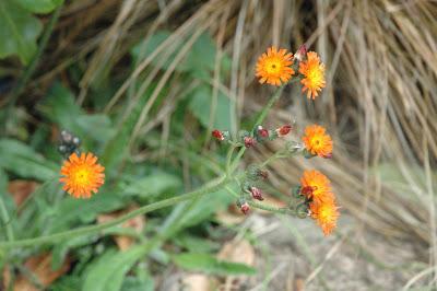 Weeds glorious weeds
