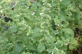 Weeds glorious weeds