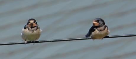 These young swallows look a bit apprehensive about their long journey...or maybe they're just worrying who's going to get the next insect meal (photo: Amanda Scott)