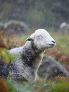 Sheep-in-the-rain