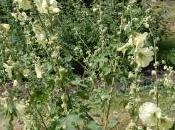 Plant Week: Alcea Rugosa