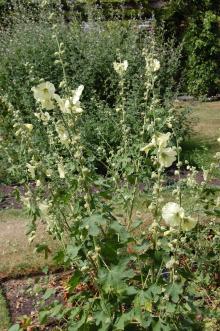 Alcea rugosa (27/07/2013, Kew Gardens, London)