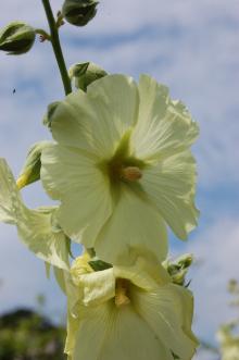 Alcea rugosa Flower (27/07/2013, Kew Gardens, London)