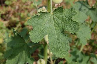 Alcea rugosa Leaf (27/07/2013, Kew Gardens, London)