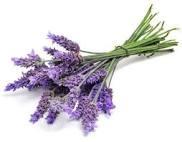 Dr Organic Lavender Shampoo & Conditoner:  Review*