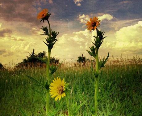 Sunflowers © Wayne Greer