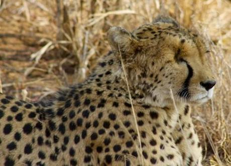 Cheetah with one eye at the Cheetah Conservation Fund