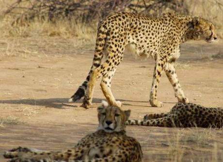 Cheetah at Cheetah Conservation Fund in Namibia