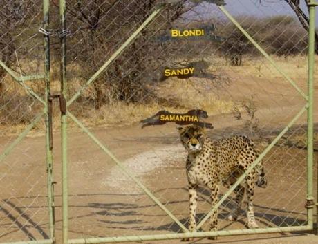 Cheetah at gate of Cheetah Conservation Fund in Namibia