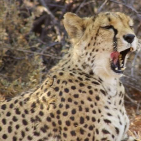 Cheetah at Cheetah Conservation Fund in Namibia