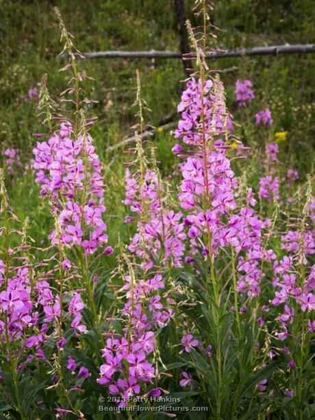 Fireweed – Chamerion angustifolium Fireweed - chamerion angustifolium