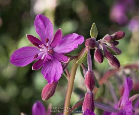 Fireweed – Chamerion angustifolium Fireweed - chamerion angustifolium