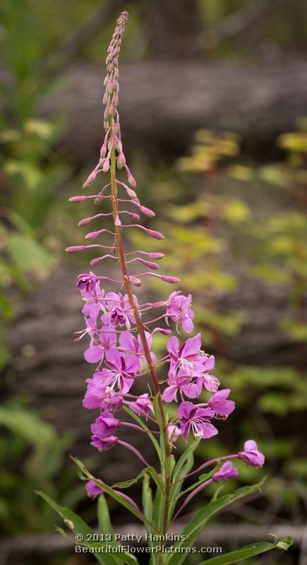 Fireweed – Chamerion angustifolium Fireweed - chamerion angustifolium
