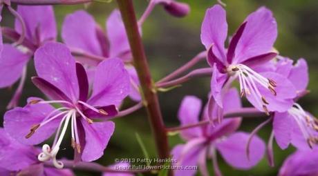 Fireweed – Chamerion angustifolium Fireweed - chamerion angustifolium