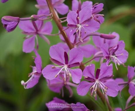 Fireweed – Chamerion angustifolium Fireweed - chamerion angustifolium