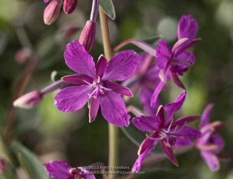 Fireweed – Chamerion angustifolium Fireweed - chamerion angustifolium
