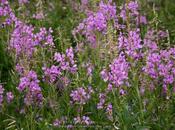 Fireweed Chamerion Angustifolium