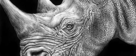 Stunning Detailed Pen Drawings of Animals Portraits