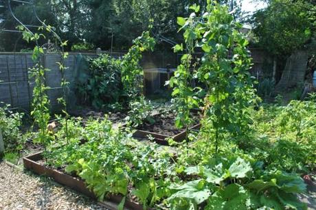 Runner beans on the arches