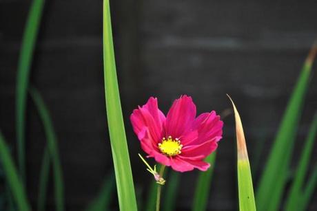 Cosmos flower