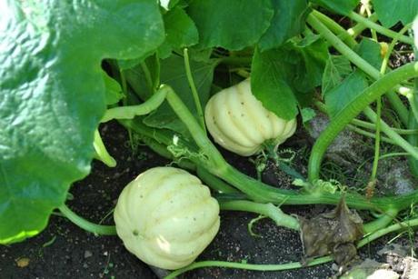 Squash plants