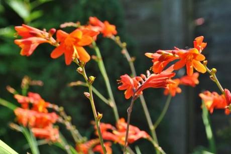 Montbretia