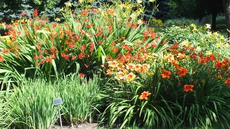 orange and red in the Daylily garden - Montreal Botanical Garden - Frame To Frame Bob & Jean